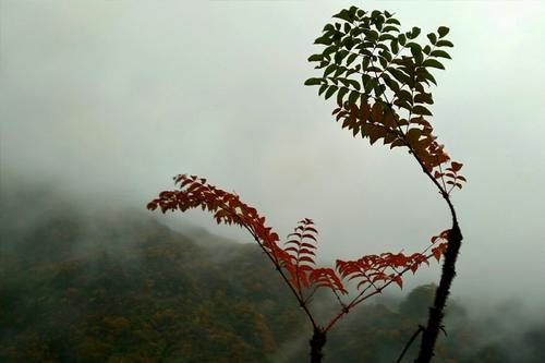 巴中登高节的来历