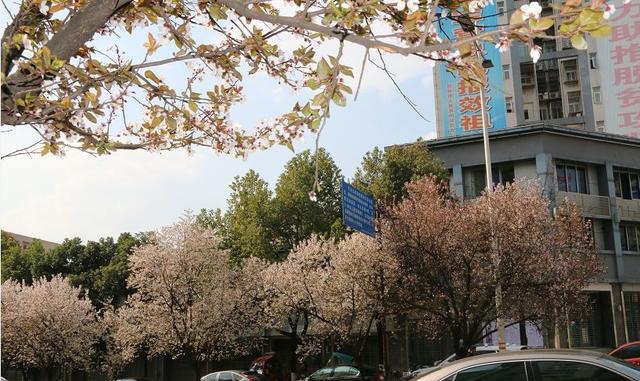 巴中最全赏花攻略,和春天一起去约会吧!