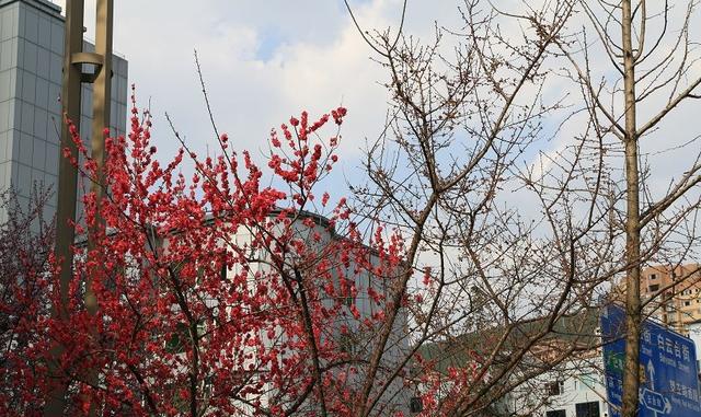 巴中最全赏花攻略,和春天一起去约会吧!